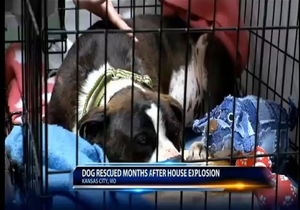 美国密苏里州堪萨斯城忠犬在废墟痴等主人5个月
