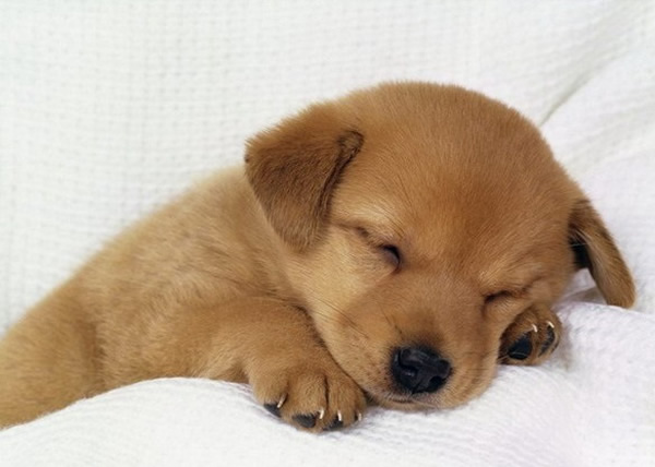 ��������������̫��˯����