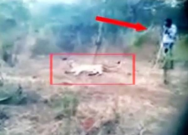 ũ��(����ʾ)������ʨ(��Ȧʾ)��