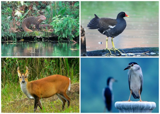 执法人员查获食蟹獴(左上)、黑水鸡(右上)、赤麂(左下)及夜鹭(右下)等保护动物。(资料图片)