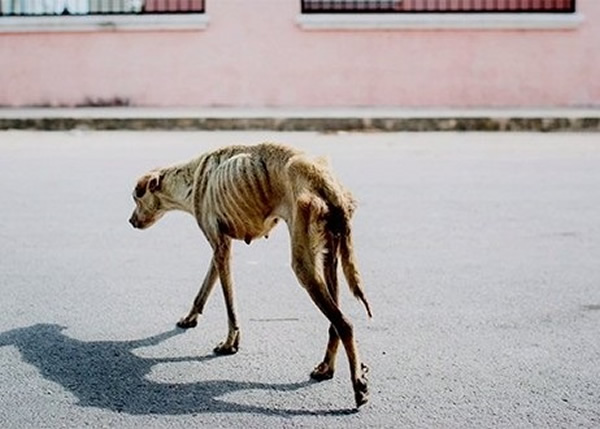 露娜获救前流落街头,骨瘦如柴。