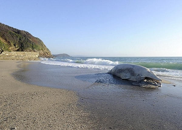 ����ʬ���ѿ�ʼ���á�