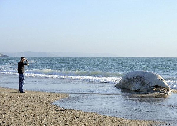 ��;���߽�����ʬ��ۿ���