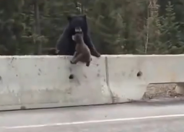 熊妈妈迅速将小熊叼回丛林。