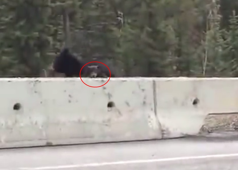 熊妈妈把小熊叼回丛林时,另一头小熊(红圈)又好奇地探头到石壆上张望。