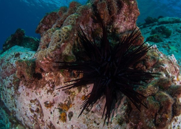 研究指澳洲东南海岸海胆泛滥,危及沿海的海藻林。