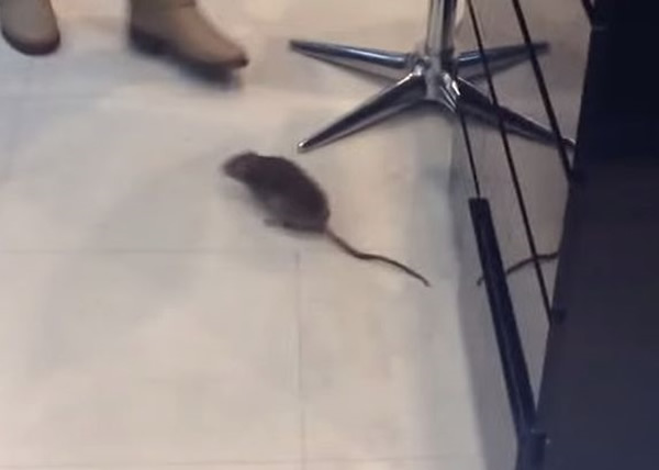 ��������ͻȻ�ܳ���һ��Ů�˿ͼ���߱ܡ�