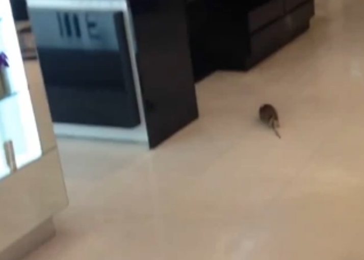 ��Ա������չ��һ��׷��ս��