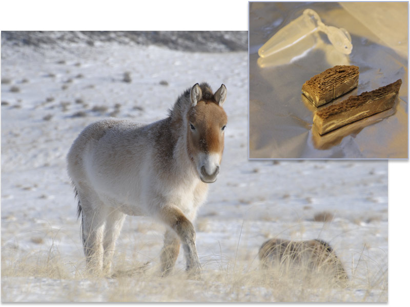 马科动物的进化史与物种形成的某些理论相矛盾