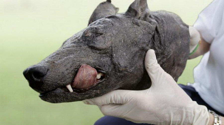 卓柏卡布拉吸血怪兽