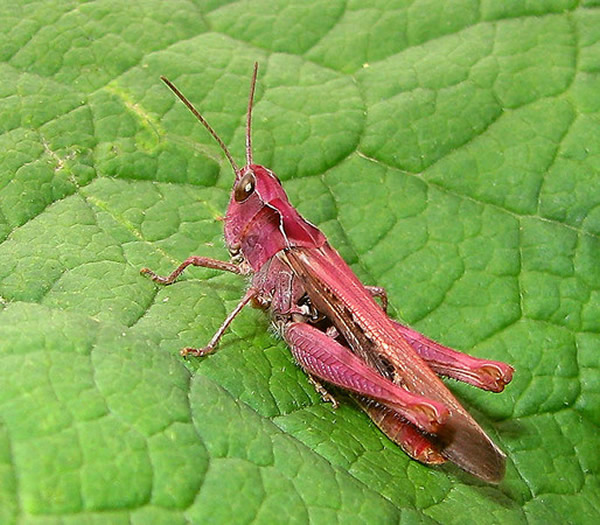 ѱʾֻۺɫܲ죬һֽɻȵĻȳ档