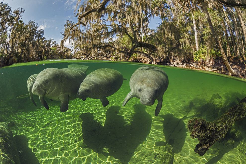 ���������������Ȫ������԰��Blue Springs State Park�����ں�ˮ��ů����Ϊ�������ຣţ����ıܺ�֮�ء���Ӱ������・�������Pa