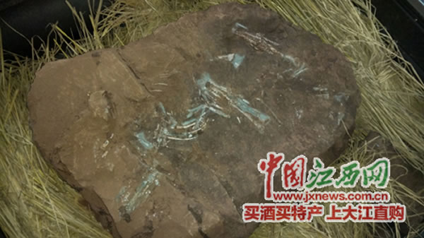 江西省赣州市建筑工地发现生活在6600万年前白垩纪的窃蛋龙化石