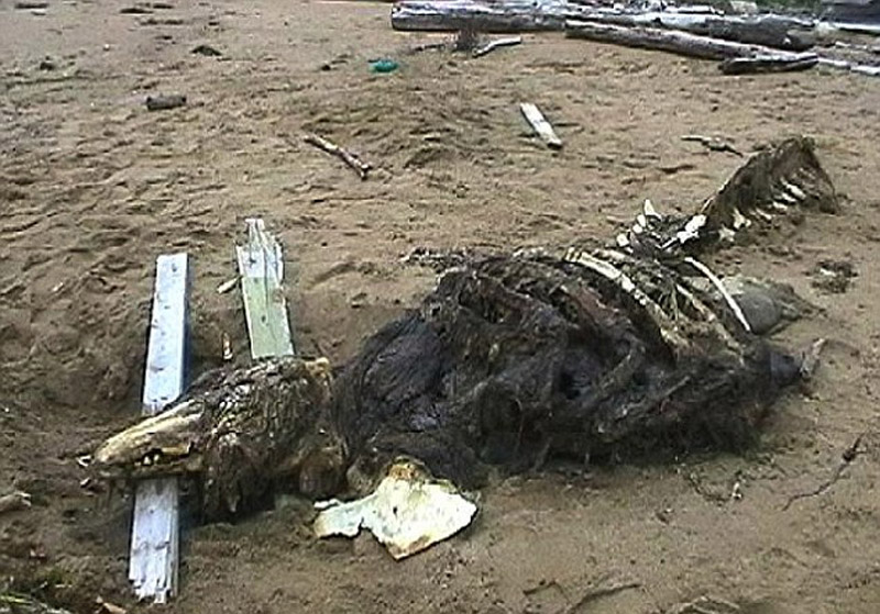 俄罗斯士兵8年前在萨哈林岛海滩上发现的海怪尸体科学家检测后认为是大白鲸骨骼