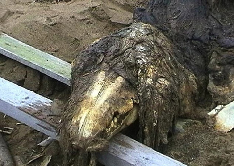 发现骨骼的士兵为其拍照,随后骨骼被俄罗斯特种部队带走。