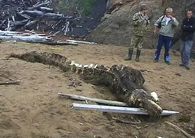 俄罗斯海洋专家认为,这具骨骼实为白鲸。