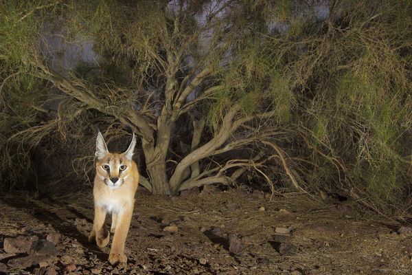 狞猫(Caracal caracal)