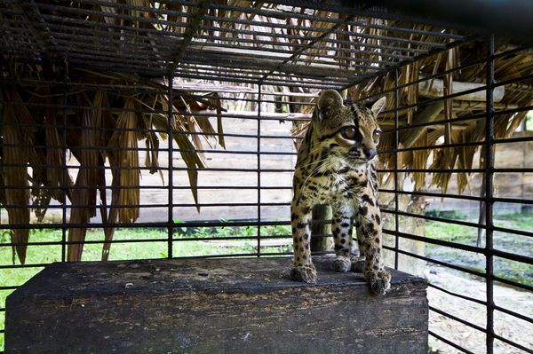 美洲虎貓(Leopardus tigrinus)