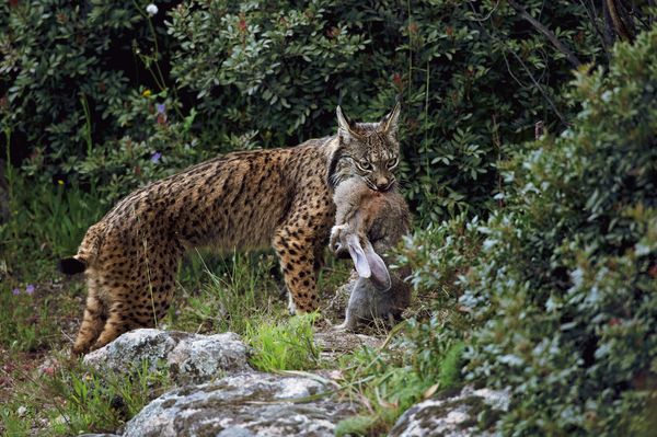 西班牙山猫(Lynx pardinus)