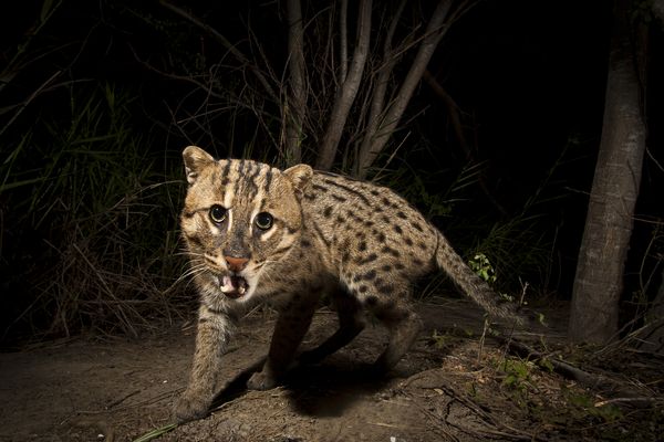 渔猫(Prionailurus viverrinus)