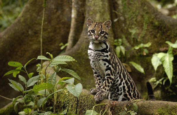 美洲豹猫(Leopardus pardalis)