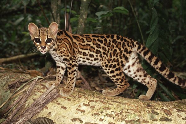 长尾虎猫(Leopardus wiedii)