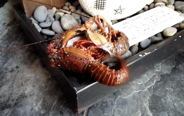 龙虾完全脱壳的精彩瞬间