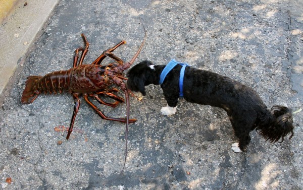 美国生物学家在加州海岸潜水意外捕获体型和小狗差不多的超大龙虾