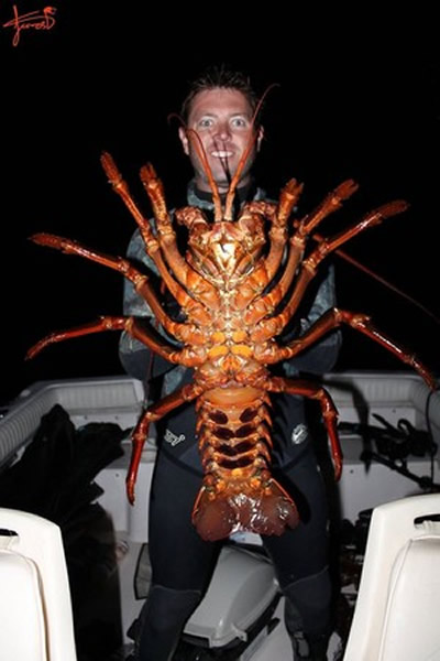 美国生物学家在加州海岸潜水意外捕获体型和小狗差不多的超大龙虾