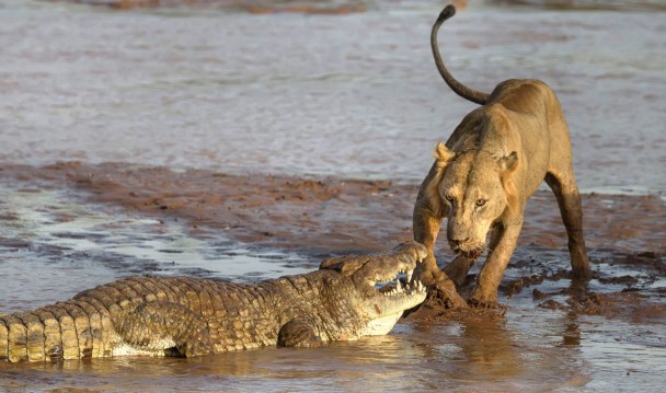 肯尼亚狮子大战鳄鱼抢食物