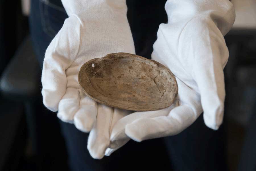 印度尼西亚50万年前的贝壳化石上发现人类最早的雕刻证据