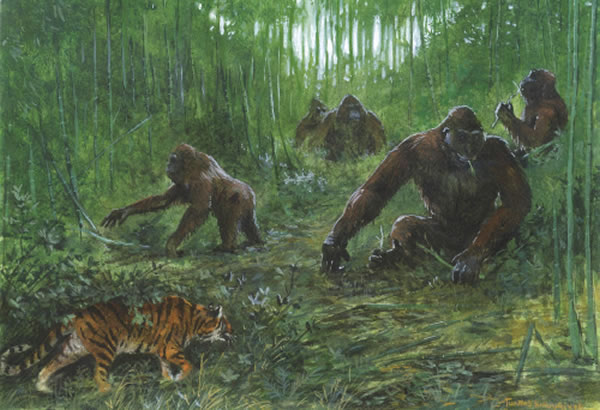 ϾԳ(Gigantopithecus blacki)ԭͼ