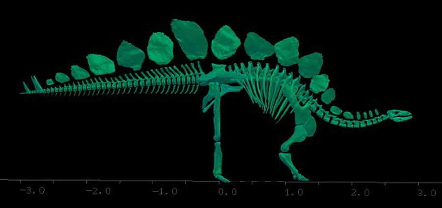 “索菲”骨骼已进行激光扫描,并通过CT扫描形成一个计算机模型,用于测试各种骨骼的强度,并评估它的体重。