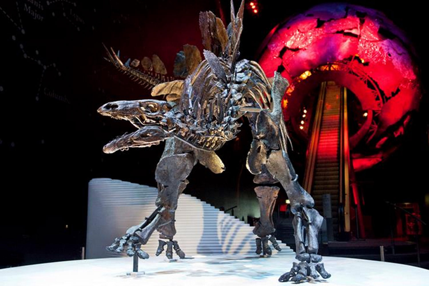 与身体相比,剑龙的头部非常小,它的大脑仅有橘子大小。微小的颌骨必须持续工作,才能完全吞咽食物。