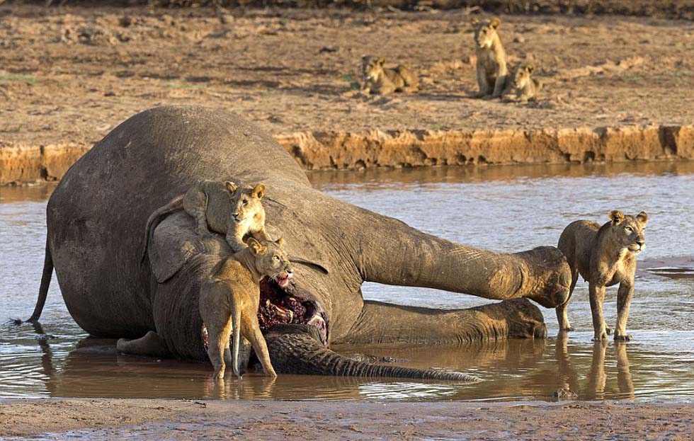 非洲桑布鲁河畔狮子和鳄鱼相互厮杀争抢食物