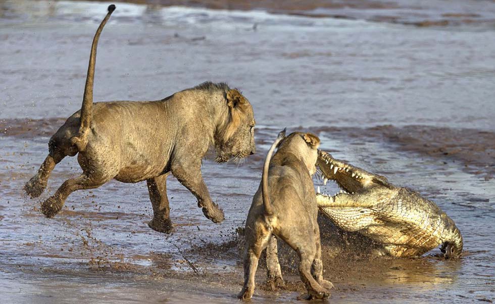 非洲桑布鲁河畔狮子和鳄鱼相互厮杀争抢食物