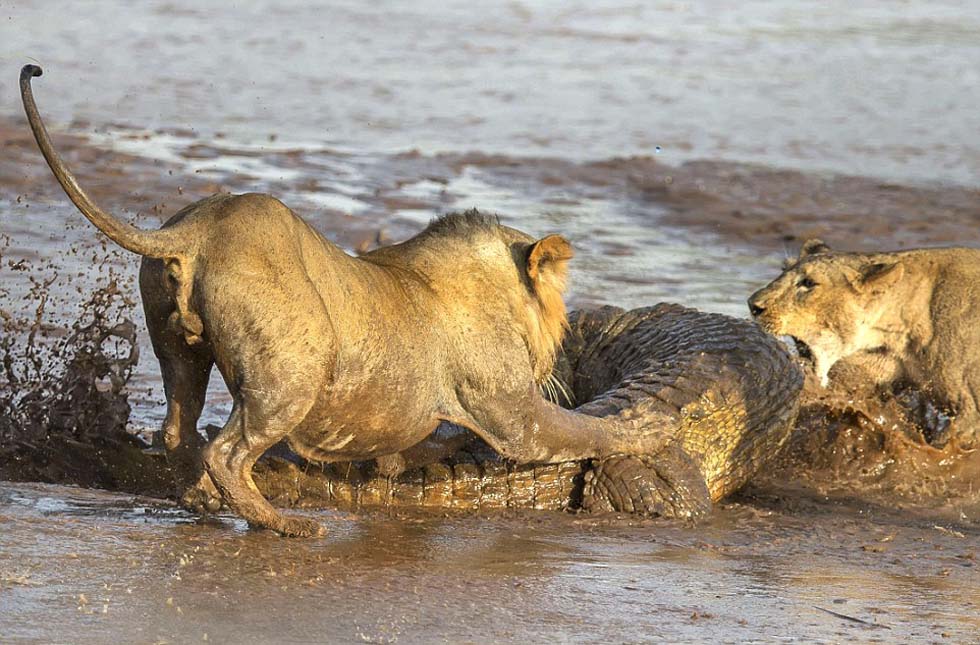 非洲桑布鲁河畔狮子和鳄鱼相互厮杀争抢食物