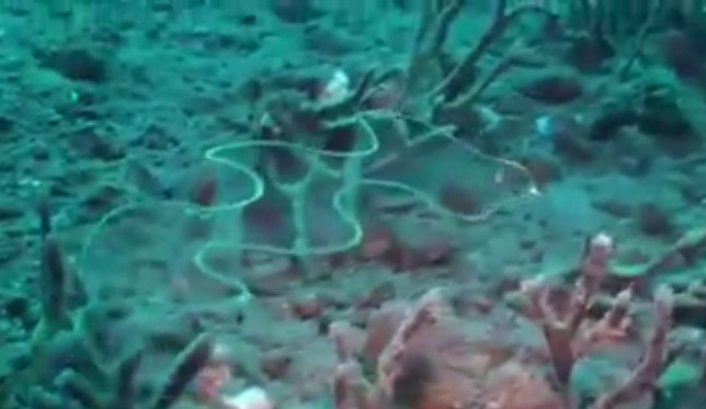 阿拉伯世界网友上传水中不明神秘生物影片