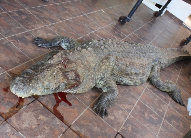 遭击毙的鳄鱼
