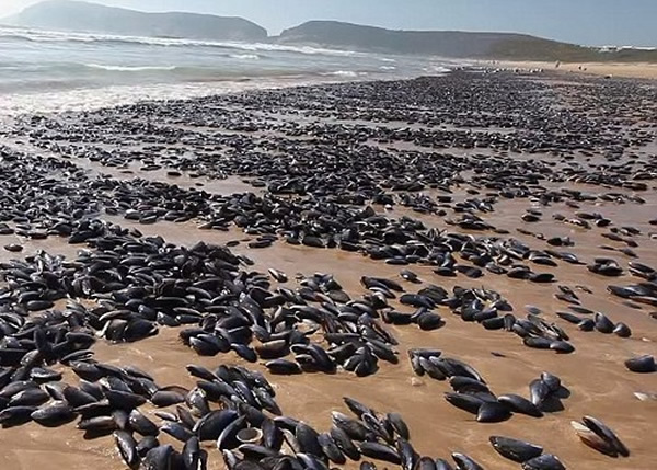 南非南部沙滩惊现奇景:数以十万计青口被冲上岸
