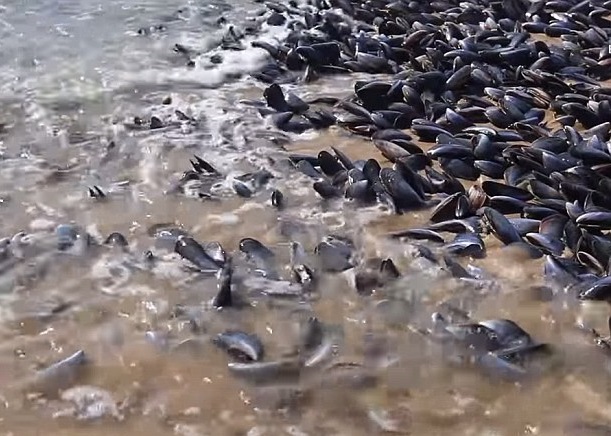 当局呼吁民众不要进食这些青口