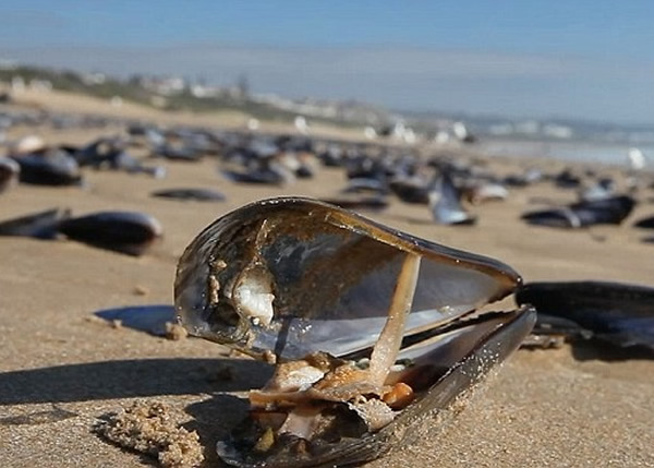 专家称冲上岸的青口或含有毒素