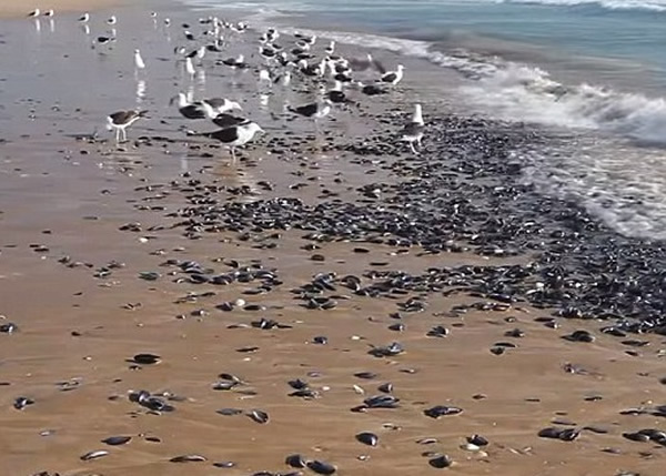 大批海鸥在沙滩食青口
