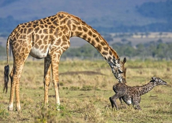 ������Ȼ��������(IUCN)�������棺���޳���¹��Ŀ���꼱���½�4��