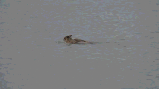 ����һֻèͷӥ��2ֻ�������ϵ������Ρ���Ӿ��