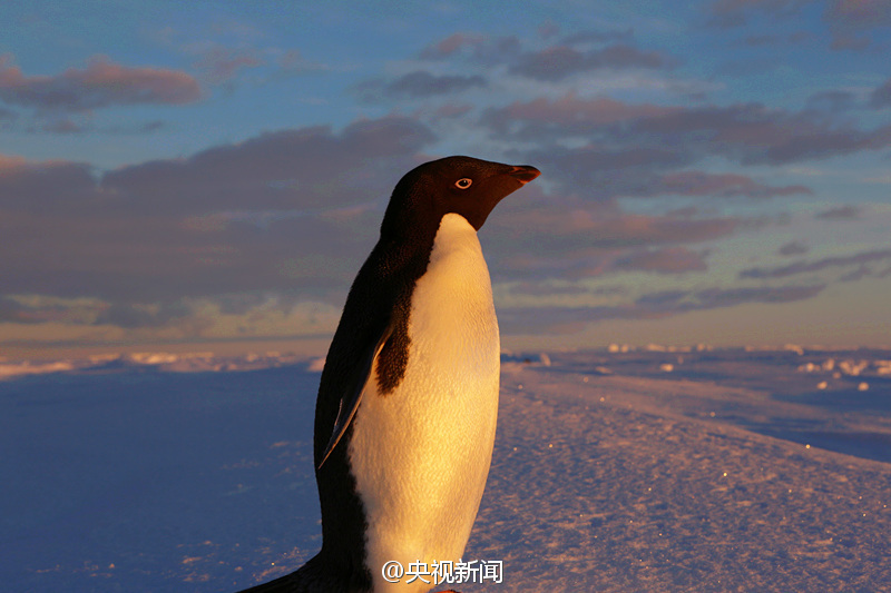 �й�ѩ���ſƿ������ϼ�ж�������Χ��