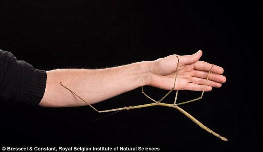 ֻڳ峤0.54ףҰһϸ֦