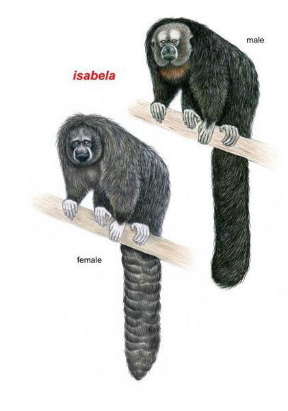 伊莎贝尔狐尾猴