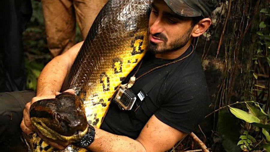Discovery《Eaten Alive》:让野生动物专家被一条大蟒蛇活活吞下去