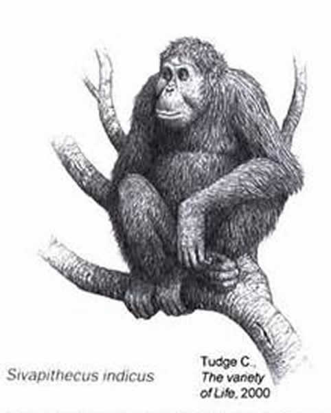 ߹Գӡ֣Sivapithecus indicusԭͼ